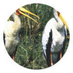 Yellow-billed Storks