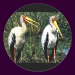 Yellow-billed Storks