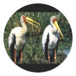 Yellow-billed Storks