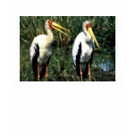 Yellow-billed Storks
