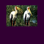 Yellow-billed Storks