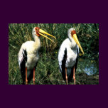 Yellow-billed Storks
