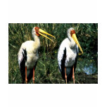 Yellow-billed Storks