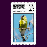 yellow bird