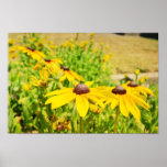 Yellow Black Eyed Susan Flowers Poster posters