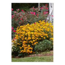 Yellow Black Eyed Susans