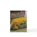 Yellow Black Eyed Susans Card