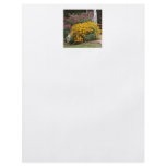 Yellow Black Eyed Susans Flyers