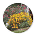 Yellow Black Eyed Susans Fridge Magnets