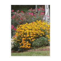 Yellow Black Eyed Susans Post Cards