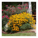 Yellow Black Eyed Susans Posters