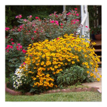 Yellow Black Eyed Susans Posters