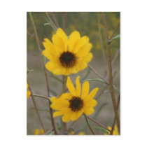 Yellow black Florida Wildflower Photograph Postcards
