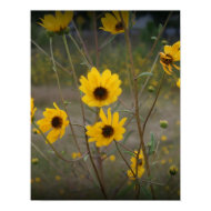 Yellow black Florida Wildflower Photograph print