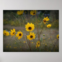 Yellow black Florida Wildflower Photograph Poster