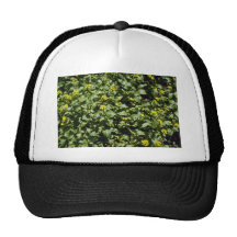yellow Black Mustard (Brassica Nigra) flowers Trucker Hats