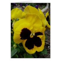 Yellow Black pansy card