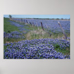 Yellow Blue bonnets flowers Print