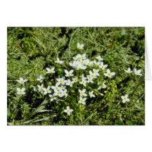 Yellow Bluets (Houstonia Caerulea) flowers Cards