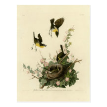 Yellow-breasted Chat Post Card