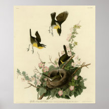 Yellow-breasted Chat Poster