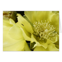 Yellow Brilliance Cards