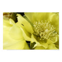 Yellow Brilliance posters