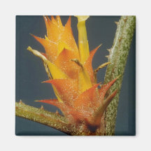 yellow Bromeliade spp. flowers Fridge Magnet