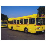 Yellow buses, London, England Flyers