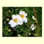 Yellow Bush Anemone flowers postcards