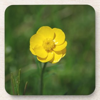 Yellow Buttercup