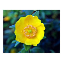 Yellow Buttercup flower Postcards