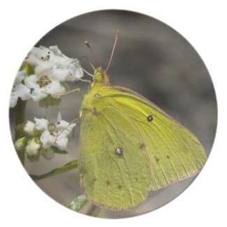 Yellow Butterfly Dinner Plates