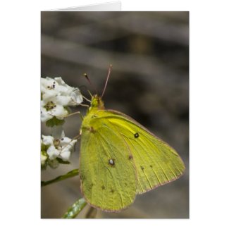 Yellow Butterfly Greeting Cards