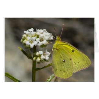 Yellow Butterfly Greeting Cards