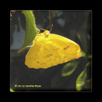 Yellow Butterfly Magnet by Rajee1 Yellow Butterfly Magnet