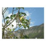 Yellow Butterfly on Lilac in White Mountains Photograph