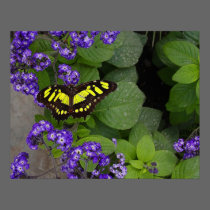 Yellow Butterfly on Violet Flowers Print