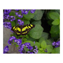 Yellow Butterfly on Violet Flowers Print by FineArtDesigns Yellow Butterfly on Violet Flowers Print