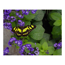 Yellow Butterfly on Violet Flowers Print by FineArtDesigns Yellow Butterfly on Violet Flowers Print