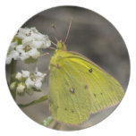 Yellow Butterfly on Wildflower Plate