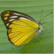yellow butterfly photo sculptures