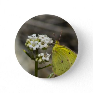 Yellow Butterfly Pinback Buttons