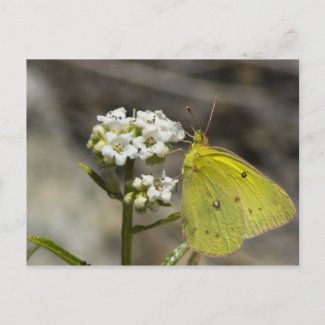 Yellow Butterfly Post Cards