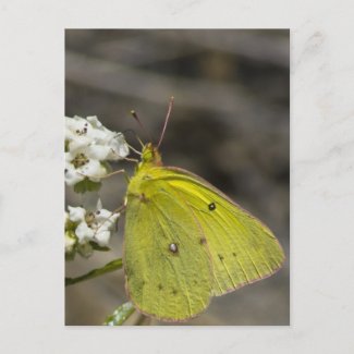 Yellow Butterfly Postcard