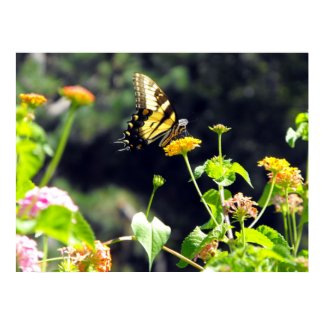 Yellow Butterfly Print print