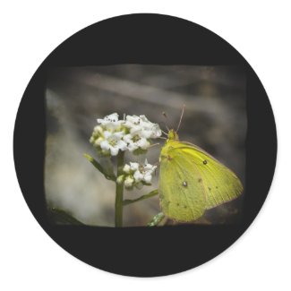 Yellow Butterfly Round Stickers