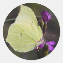 yellow butterfly stickers