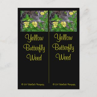 Yellow Butterfly Weed Bookmarks  Postcard postcard