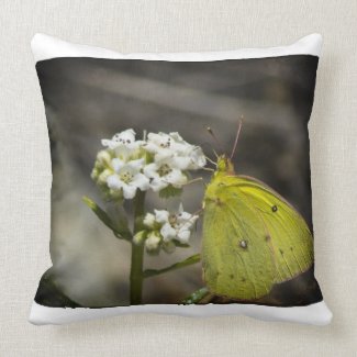 Yellow Butterfly White Edge Pillow